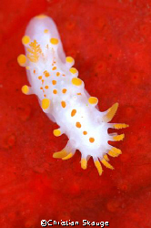 Limacia clavigera nudibranch on red sponge. Nikon D200 in... by Christian Skauge 